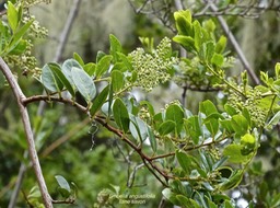 Embelia angustifolia.liane savon.(avec inflorescences en boutons )myrsinaceae.Endémique Réunion Maurice. P1016973