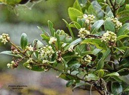 Embelia angustifolia.liane savon.(fleurie )myrsinaceae.endémique Réunion Maurice.P1016966