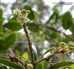 Embelia angustifolia.liane savon. (fleurs )myrsinaceae.endémique Réunion.Maurice. P1016977
