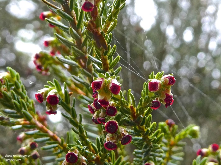 Erica reunionensis.branle vert .ericaceae.endémique Réunion.P1016992