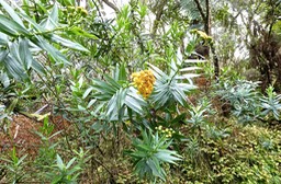 Faujasia salicifolia.chasse vieillesse .asteraceae.endémique Réunion.P1016800