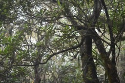 Forgesia racemosa - Bois de Laurent Martin - ESCALLONIACEAE - Endémique Réunion - MB2_2362