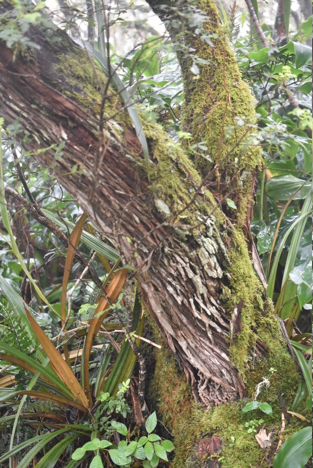 Forgesia racemosa - Bois de Laurent Martin (tronc) - ESCALLONIACEAE - Endémique Réunion - MB2_2365
