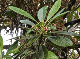 Forgesia racemosa.bois de Laurent Martin. escalloniaceae.endémique Réunion.P1016942