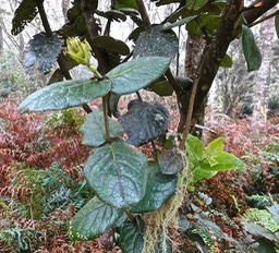 Monimia amplexicaulis .mapou des hauts.monimiaceae.endémique Réunion/P1016816