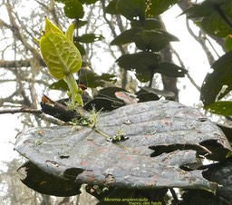 Monimia amplexicaulis.mapou des hauts. monimiaceae.endémique Réunion.P1016819