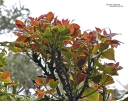 Ocotea obtusata.cannelle marron.lauraceae.endémique Réunion Maurice.P1016954
