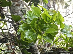 Ocotea obtusata.cannelle marron.lauraceae.(feuillage jeune )endémique Réunion Maurice.P1016909