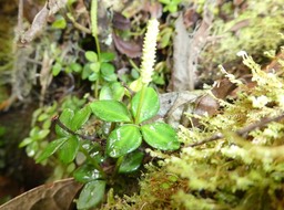 Peperomia tetraphylla - Pourpier marron - PIPERACEAE - Indigène Réunion