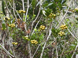 Pittosporum senacia subsp reticulatum.bois de joli coeur des hauts.( avec fruits )endémique Réunion.P1016897
