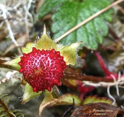 Potentilla indica.(Duchesnea indica ) fraise d'lo .fraisier des Indes.rosaceae.espèce envahissante.P1016859
