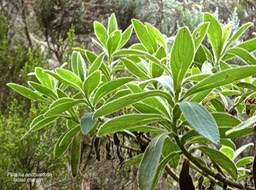 Psiadia anchusifolia.tabac marron.asteraceae.endémique Réunion.P1016856