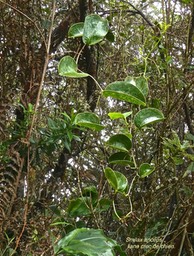 Smilax anceps.liane croc de chien.smilacaceae.indigène Réunion.P1016885