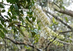 Weinmannia tinctoria tan rouge.cunoniaceae.endémique Réunion Maurice.P1017016