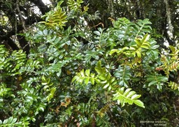 Weinmannia tinctoria .tan rouge .cunionnaceae.endémique Réunion Maurice.P1016874