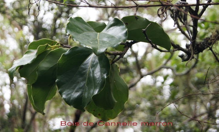 Bois de Cannelle marron - Ocotea obtusata - Lauracée - BM