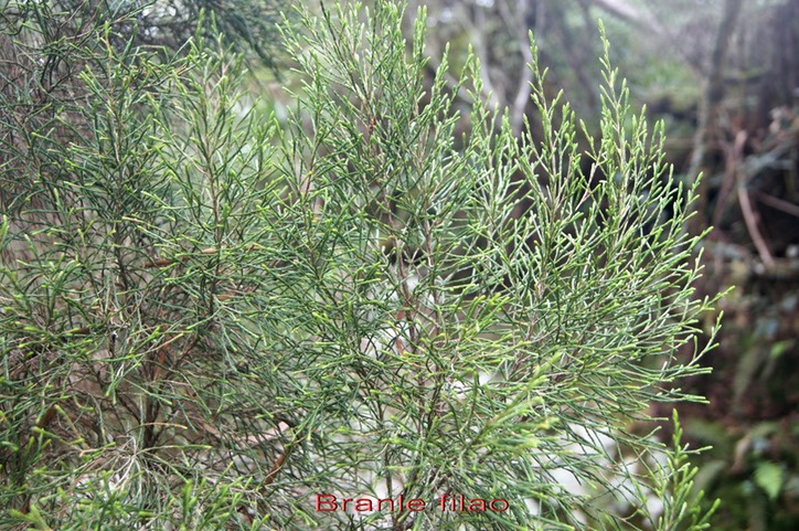 Branle filao- Erica arborescens- Ericacée - B