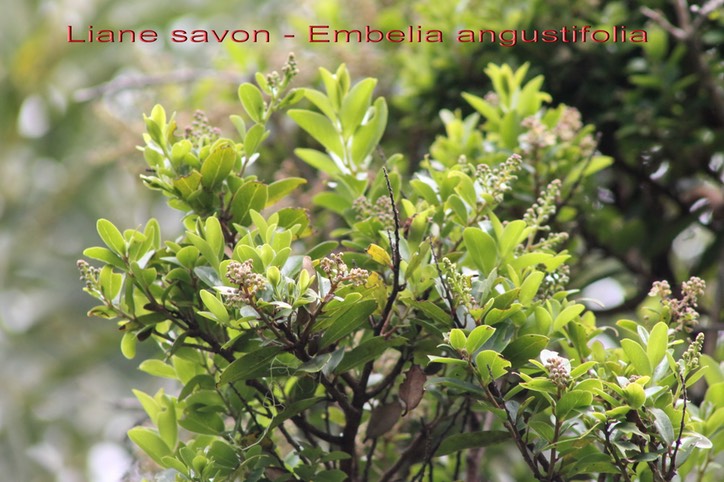 Embelia angustifolia-2