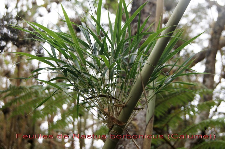 Feuilles du Bambou Calumet- Nastus borbonicus- Poacée -B