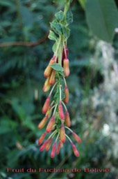 Fruits du Fuchsia boliviana
