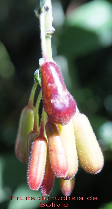 Fruits du Fuchsia de Bolivie