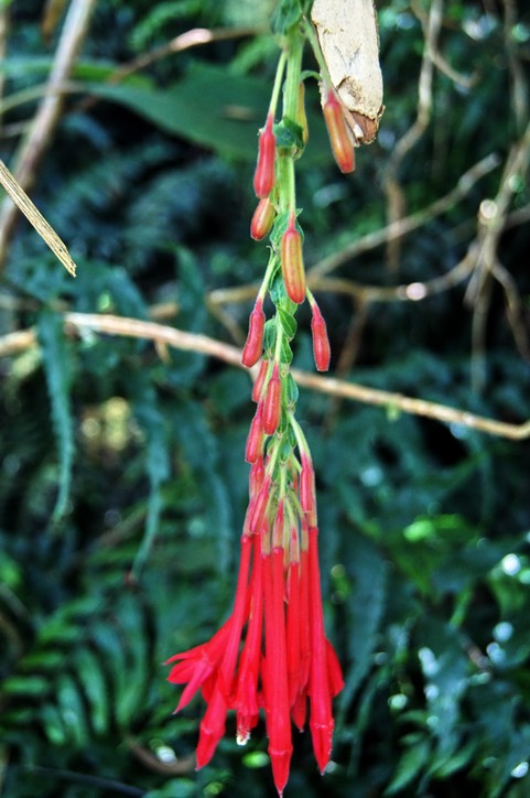 Fuchsia de Bolivie- Fleurs et fruits
