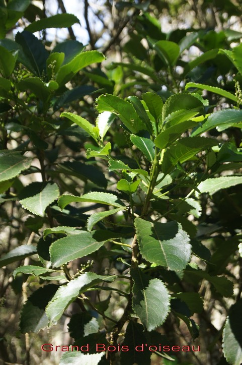 Grand Bois d'oiseau - Claoxylon glandulosum - Euphorbiacée - B