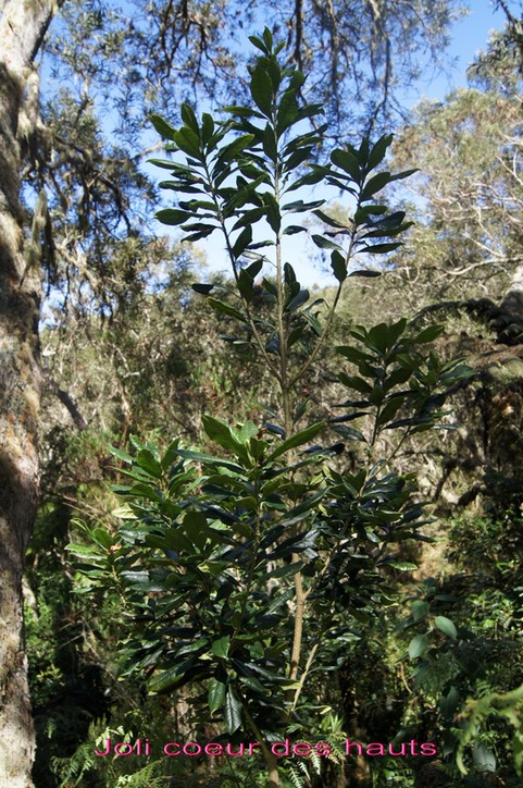 Joli coeur des hauts- Pittosporum senacia reticulata - Pittosporacée - I
