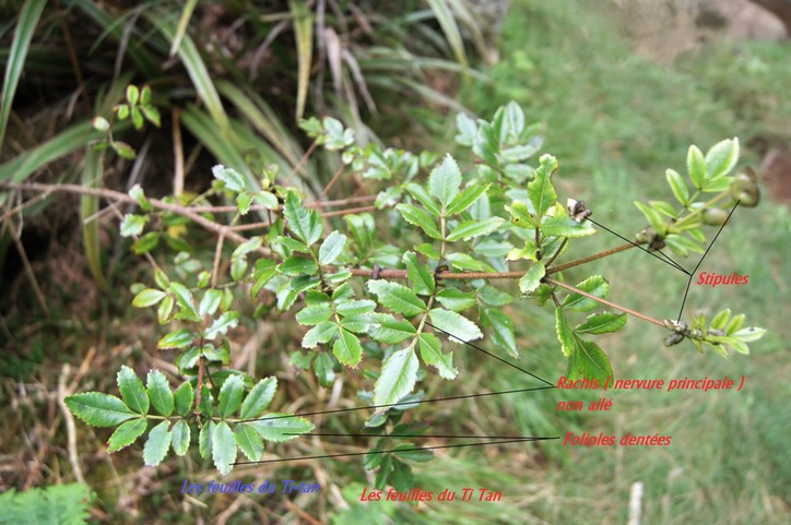 Les feuilles du Ti Tan - Weinmannia mauritiana