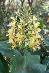 Longose - Hedychium gardnerianum - Zingibéracée - exo