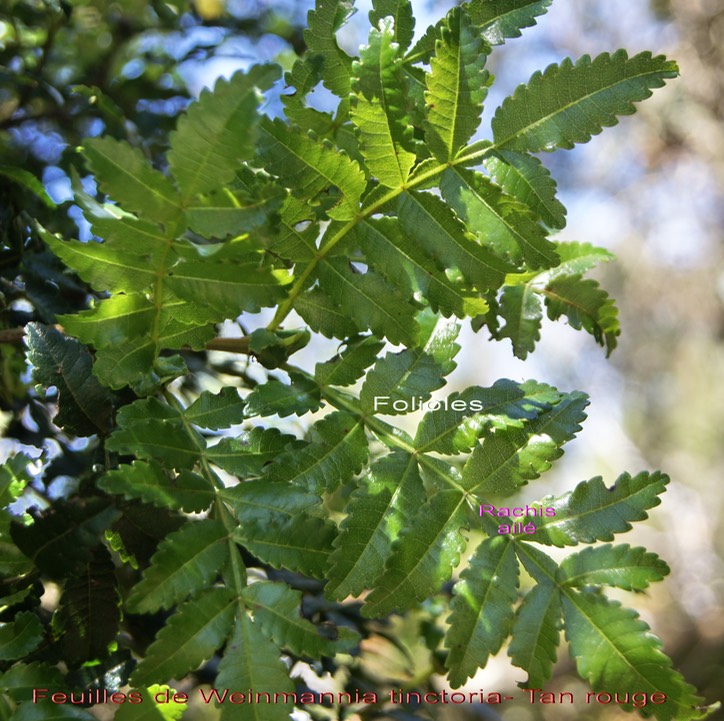 Tan rouge - Weinmannia tinctoria- Cunoniacée - I