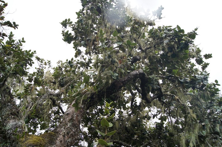 Vieux Mapou envahi par les lichens et les Mousses