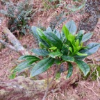 6. Pittosporum Senacia reticulatum - Bois de Joli cœur des Hauts  - Pittosporaceae.jpeg