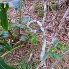 7. Acrobatique pied du Pittosporum Senacia reticulatum - Bois de Joli cœur des Hauts  - Pittosporaceae de la diapo suivante.jpeg
