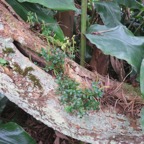 11. Peperomia tetraphylla - Pourpier marron - Piperaceae - Pantropicale.jpeg
