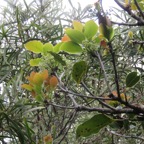 16. Inflorescence du même pied de Ocotea obtusata - Bois de cannelle marron **- Lauracée - I.jpeg