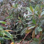 17. Forgesia racemosa - Bois de Laurent Martin - Escalloniacée - B.jpeg
