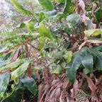 20. Inflorescence de Embelia angustifolia - Liane savon - PRIMULACEAE - Endémique BM.jpeg