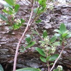 22. Inflorescence de Embelia angustifolia - Liane savon - PRIMULACEAE - Endémique BM.jpeg