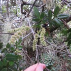 24. ??? Weinmannia mauritiana - Petit bois de tan - CUNONIACEE Endémique M.jpeg