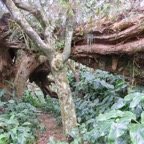 26. Force des vents tropicaux - Acacia heterophylla Willd. - Tamarin des hauts - Fabaceae - Endémique La Réunion.jpeg
