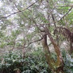 28. Tronc de vieux Forgesia racemosa - Bois de Laurent Martin - Escalloniacée - B.jpeg