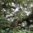 29. Énorme Monimia rotundifolia - Mapou - Monimiaceae et ses fruiits au centre de la photo.jpeg