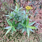 34. Faujasia salicifolia - Chasse-vieillesse - Astéracée.jpeg