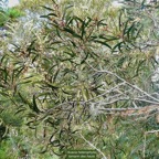 Acacia heterophylla.tamarin des hauts.fabaceae.endémique Réunion..jpeg