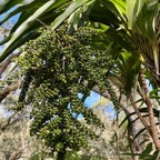 Cordyline mauritiana.canne marronne. ( avec fruits ).asparagaceae.endémique Réunion Maurice..jpeg