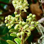 Embelia angustifolia  liane savon. ( inflorescences ) primulaceae.endémique Réunion Maurice. (1).jpeg