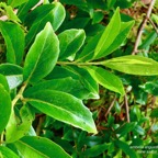 Embelia angustifolia  liane savon.( feuilles juvéniles avec marge légèrement dentée )primulaceae.endémique Réunion Maurice..jpeg