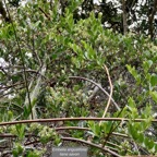 Embelia angustifolia  liane savon.primulaceae.endémique Réunion Maurice. (2).jpeg