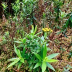 Faujasia salicifolia.chasse vieillesse.asteraceae.endémique Réunion..  P1061521.jpeg